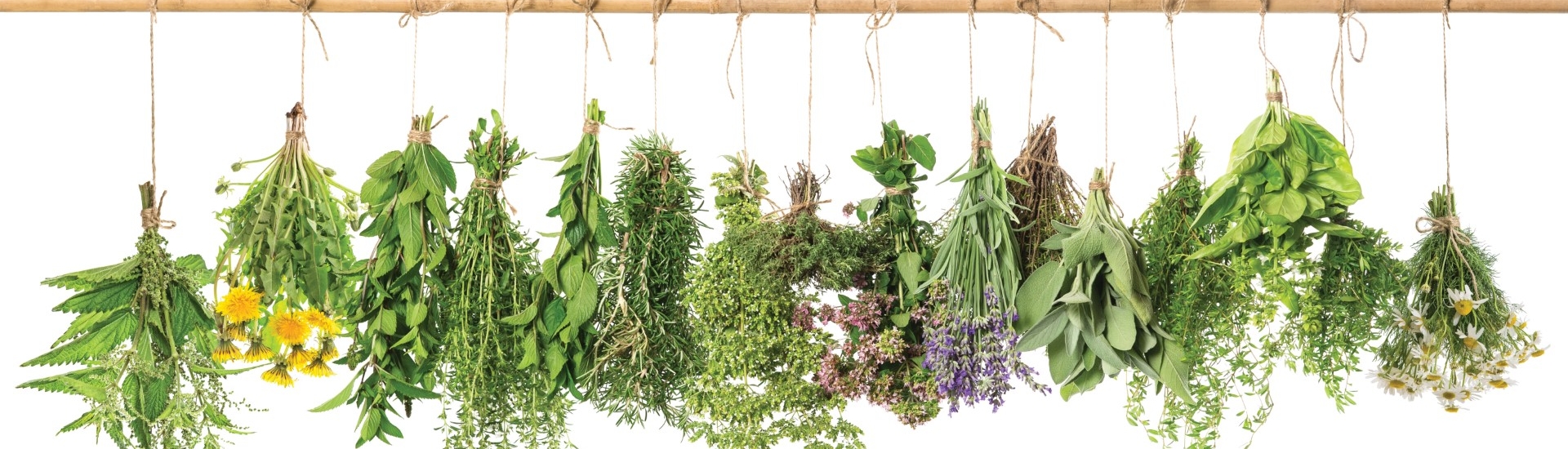 Herbal apothecary. Fresh herbs hanging isolated on white background. Basil, rosemary, sage, thyme, mint, oregano, marjoram, savory, lavender, dandelion, camomile, nettle